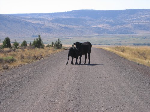 Feeding time, heading back to Frenchglen